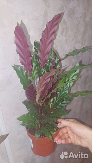 Калатея,маска