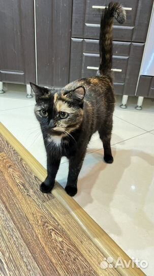 Кошка бесплатно