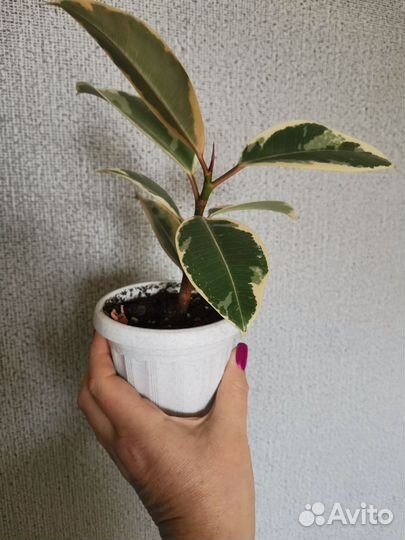 Фикус тинеке