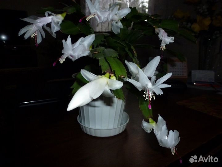 Комнатные растения