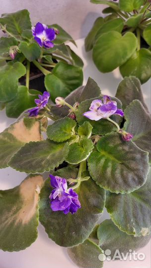 Фиалки цветущие в горшке