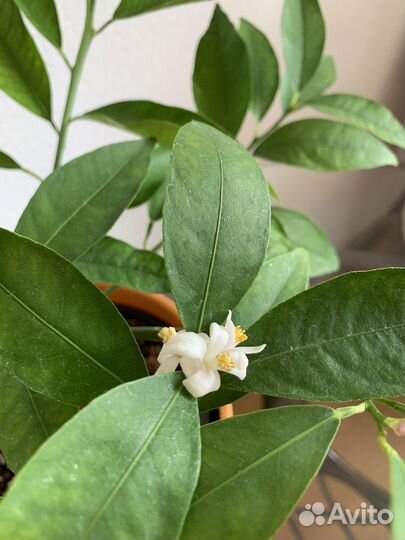 Цветущий лайм Рангпур