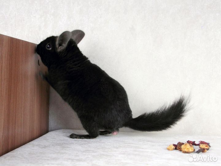 Шиншилла мальчик