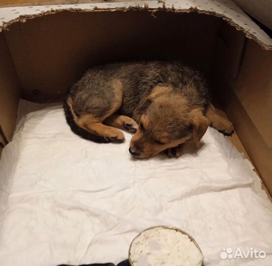 Верный друг