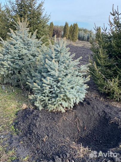 Ель Голубая колючая, крупномер