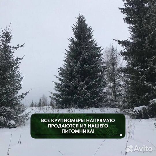 Ель обыкновенная, крупномер