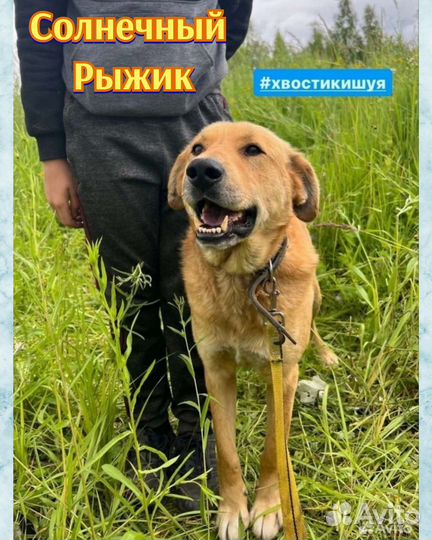 Крупный солнечный Рыжик