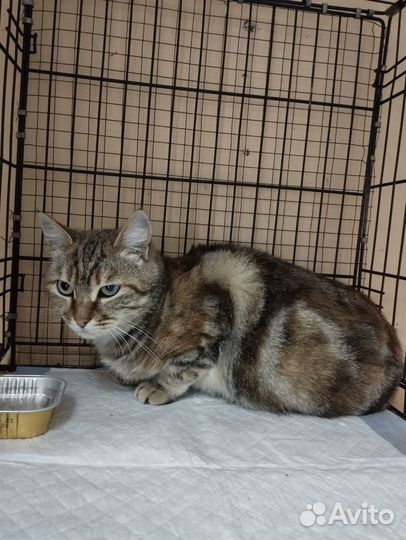 Европейская