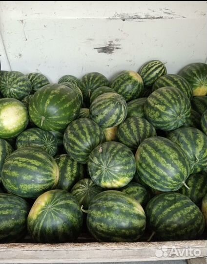 Арбузы опт с поля