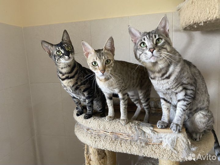 Египетская мау котята