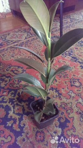 Фикус каучуконосный