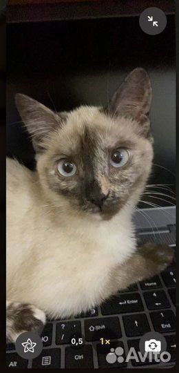 Сиамская кошечка