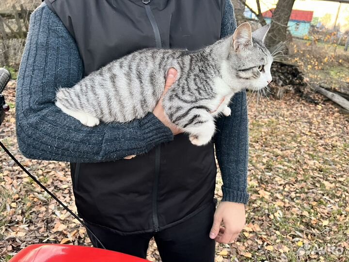 Кошка в дар