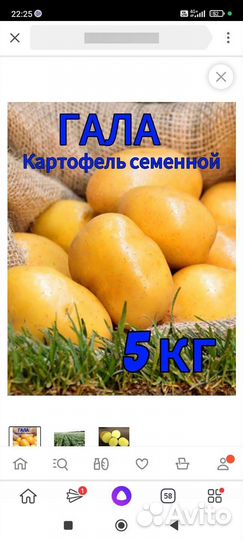 Семенной картофель гала