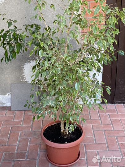 Бенджамина