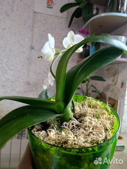 Орхидея фаленопсис