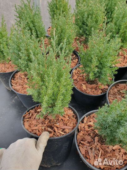 Можжевельник Стрикта