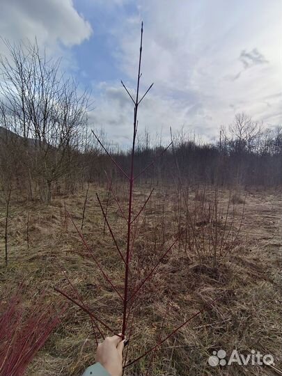 Декоративные ветки красный дерн