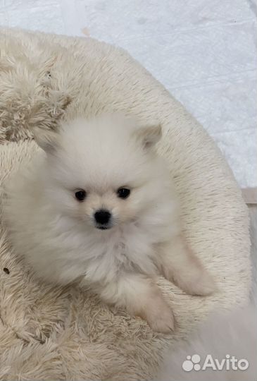 Щенки шпица мини