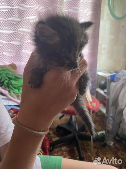 Черный котенок в добрые руки