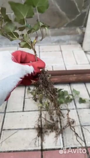 Плющ вечнозеленый уличный зимостойкий отправка