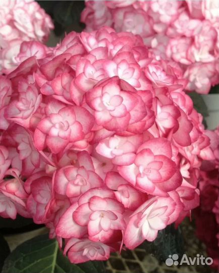 Гортензия крупнолистовая мисс саори