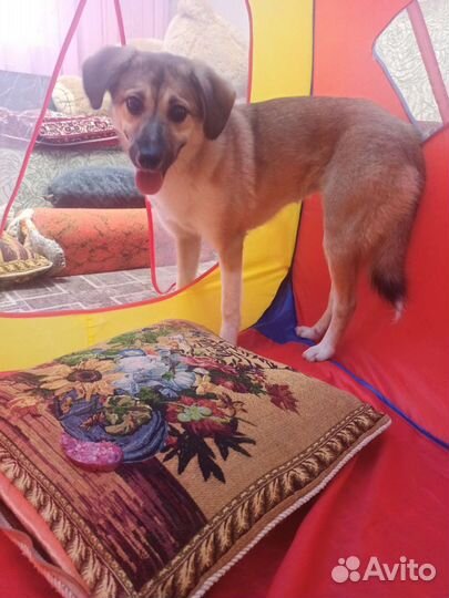 Собака в добрые руки молодая