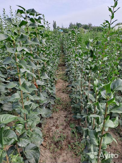 Саженцы Сирени Махровой