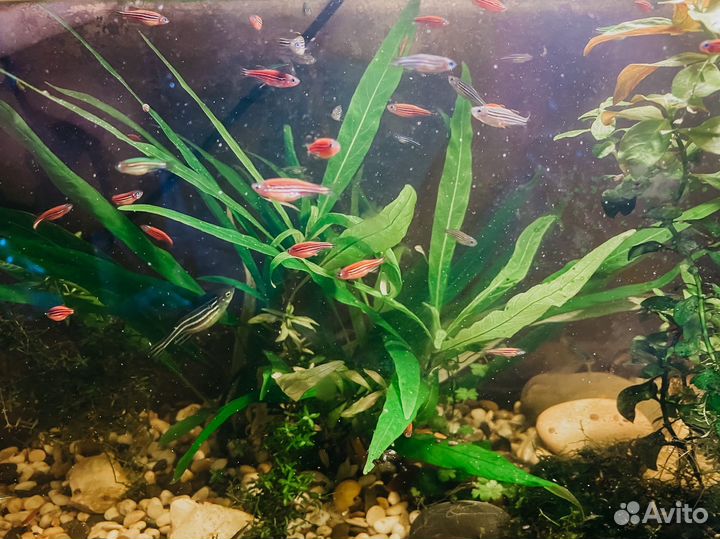 Аквариумные рыбки данио