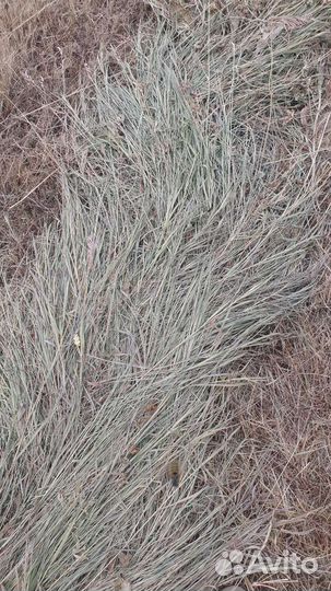 Сено в рулонах 2023