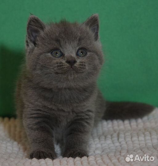 Голубая британочка