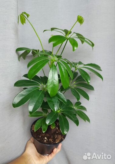 Комнатные растения Шеффлера