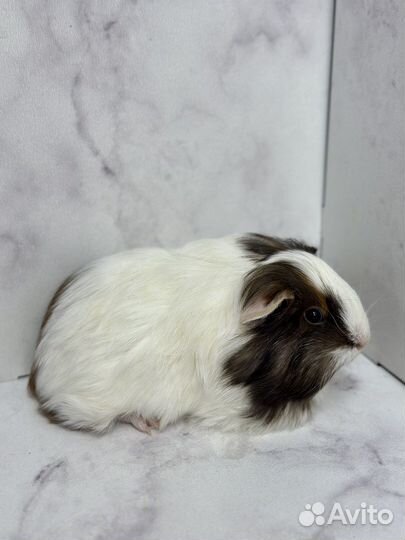 Морская свинка шелти