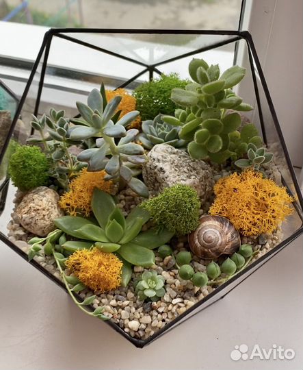 Флорариум «Икосаэндр»