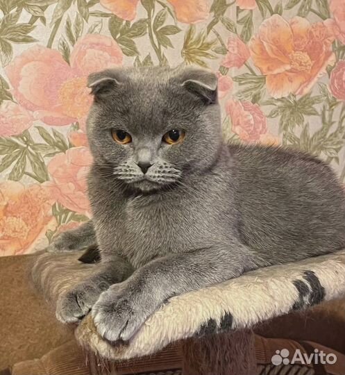 Кошка ищет добрые ручки