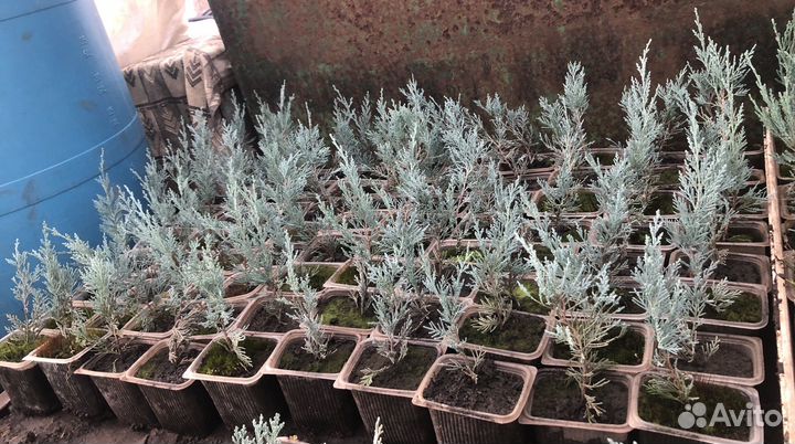 Можжевельник мунглоу