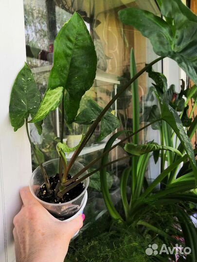 Комнатные цветы: сингониумы, сциндапсус и др