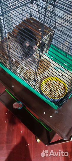 Декоративная крыса дамбо