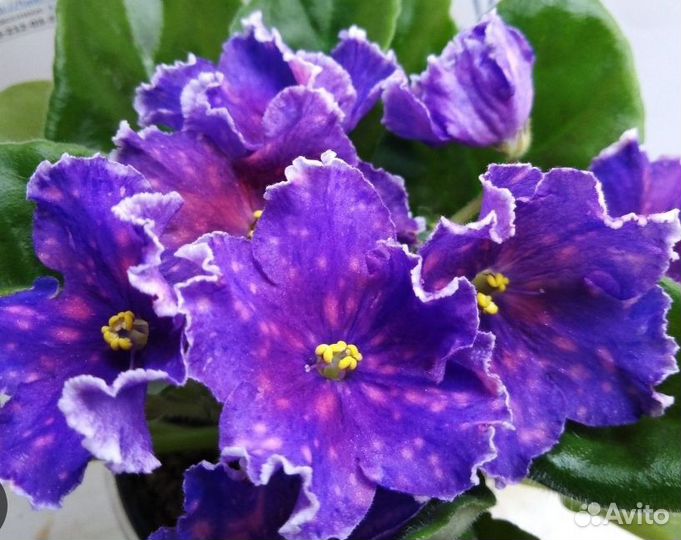 Фиалки сортовые (детки и стартеры)