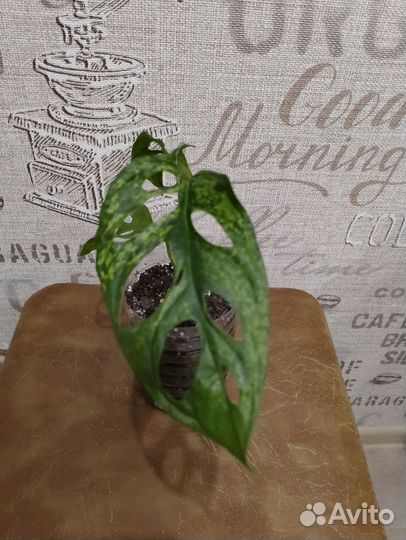 Монстера obligua leichtlinii