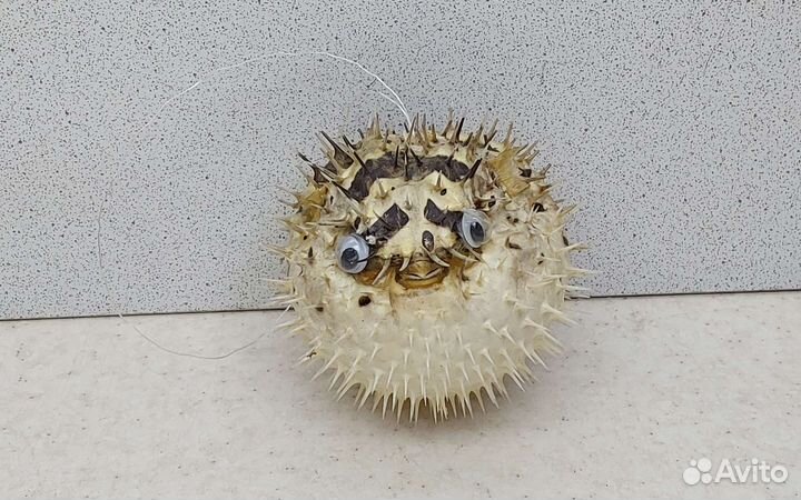 Рыба Еж 7,7 морской сувенир подарок