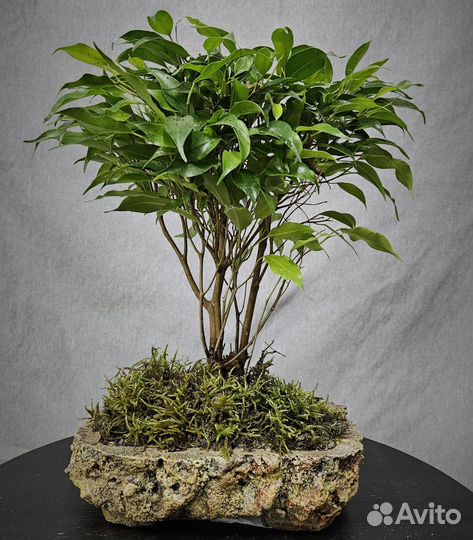 Бонсай комнатный