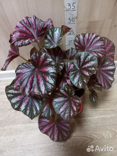 Комнатные растения, взрослые кусты