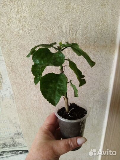 Сортовые флоридские гибискусы