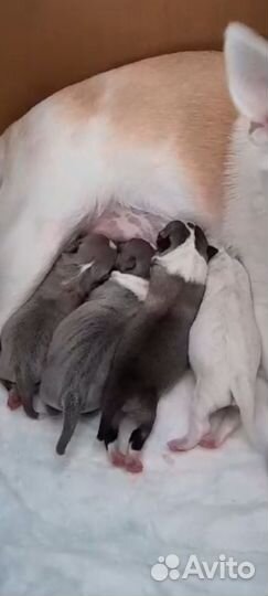 Щенки чихуа