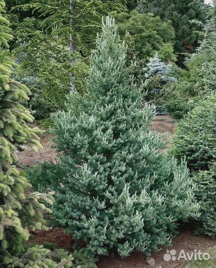 Лиственница Американская