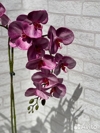 Орхидея