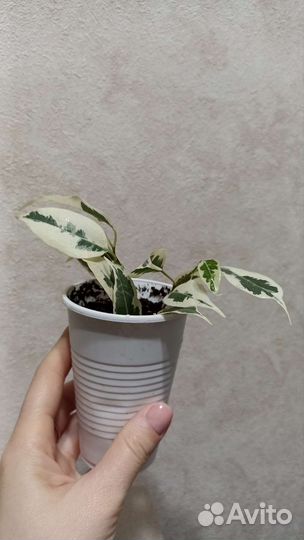 Фикус бенджамина