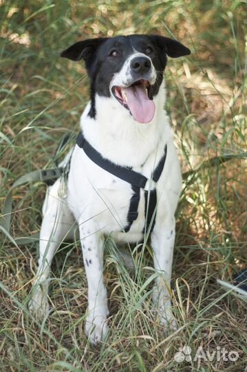 Смоки тоскует в приюте без обнимашек