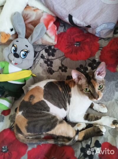 Кошка сфинкс